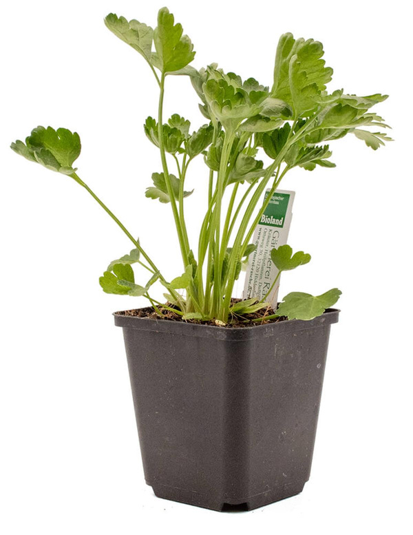 Produktfoto zu Topf Petersilie, glatt