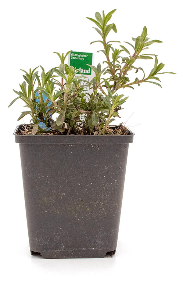 Produktfoto zu Topf Bergbohnenkraut