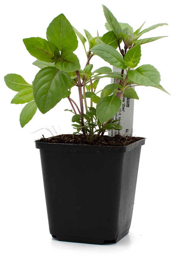 Produktfoto zu Topf Basilikum, Zimt