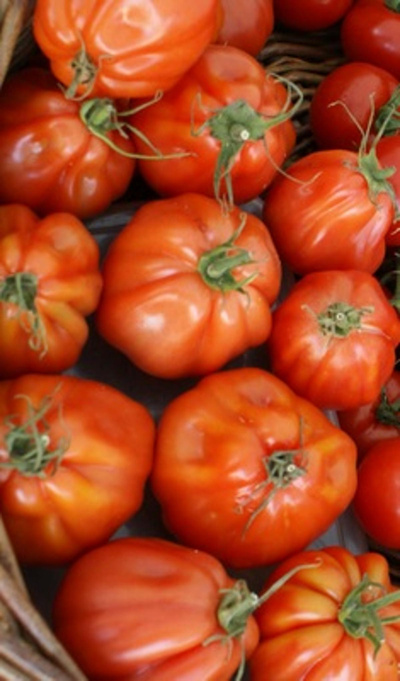 Produktfoto zu Ochsenherz-Fleischtomate