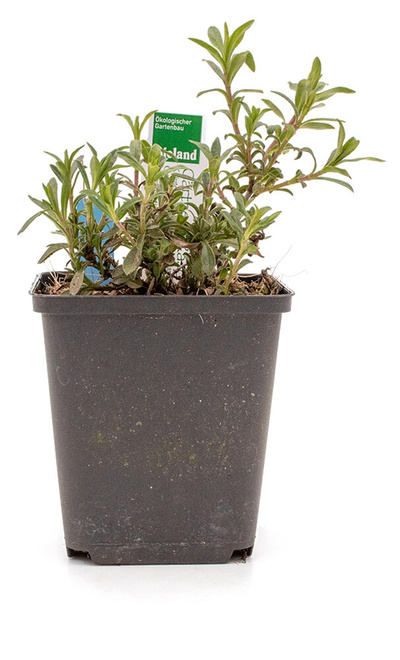 Produktfoto zu Topf Bergbohnenkraut