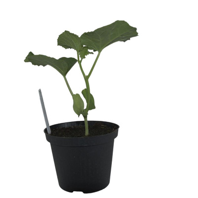Produktfoto zu Pflanzen Melone Honig