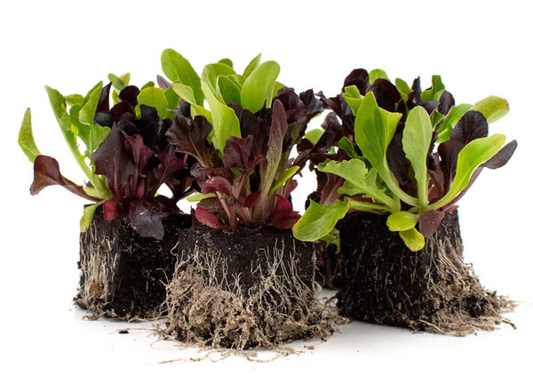 Produktfoto zu Pflücksalat  5 StkBaby Leaf