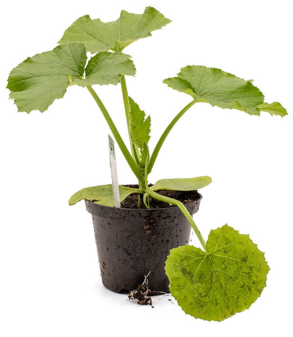 Produktfoto zu Pflanze Zucchini, grün