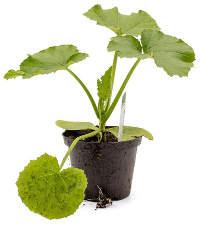 Produktfoto zu Pflanze Zucchini, gelb