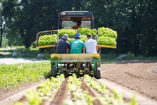 KI generiert: Ein Traktor mit drei Personen pflanzt Salatsetzlinge auf einem Feld.