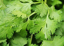 KI generiert: Nahaufnahme von frischem Koriandergrün.