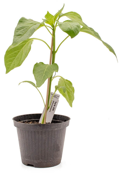 Produktfoto zu Pflanze Paprika, rot