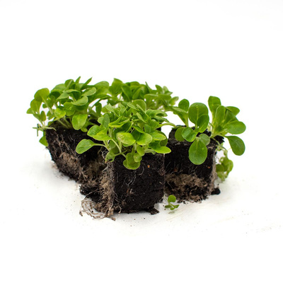 Produktfoto zu Feldsalat-Pflanzpaket, 10 Stck