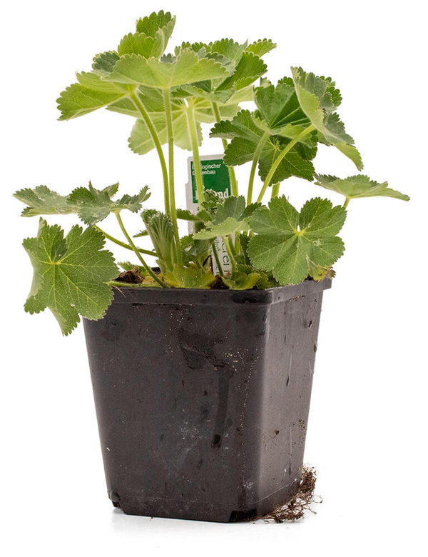 Produktfoto zu Topf Frauenmantel