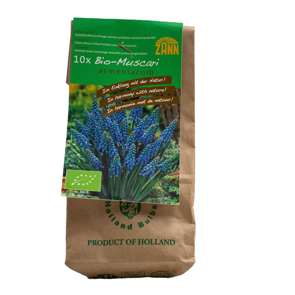Produktfoto zu Blumenzwiebeln Tr.Hyazinthen 10 Stück