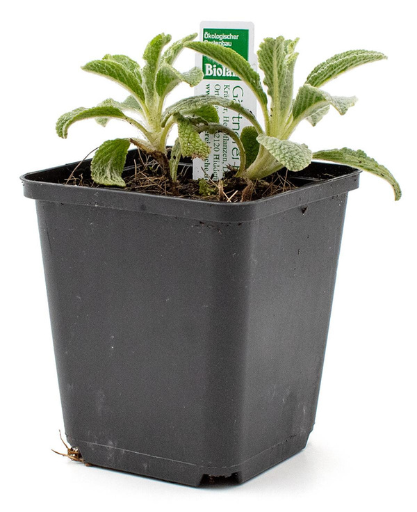 Produktfoto zu Topf griechischer Bergtee