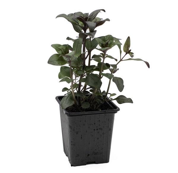 Produktfoto zu Topf Löwenmäulchen