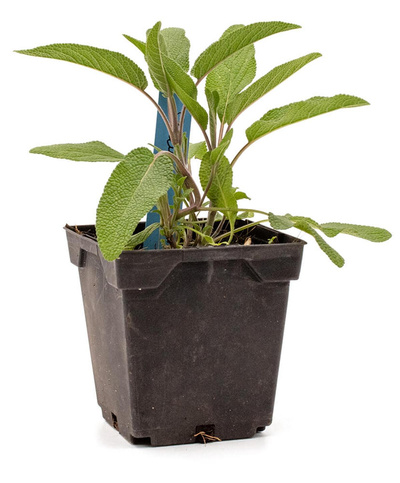 Produktfoto zu Topf Salbei Officinalis