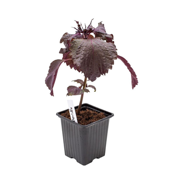 Produktfoto zu Topf Perilla
