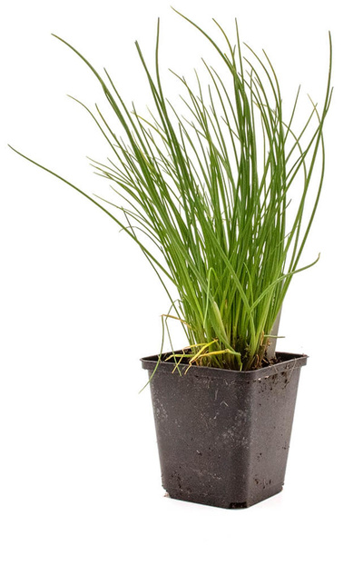 Produktfoto zu Kräuter,Schnittlauch Topf