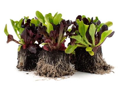 Produktfoto zu Pflücksalat  5 StkBaby Leaf