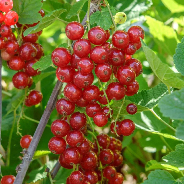 Produktfoto zu Topf Johannisbeere rot