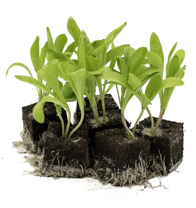 Produktfoto zu Blumenpaket Ringelblumen 10er