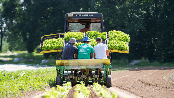  Drei Personen ernten Salat auf einem Feld. Hauptinhalt: Salaternte.