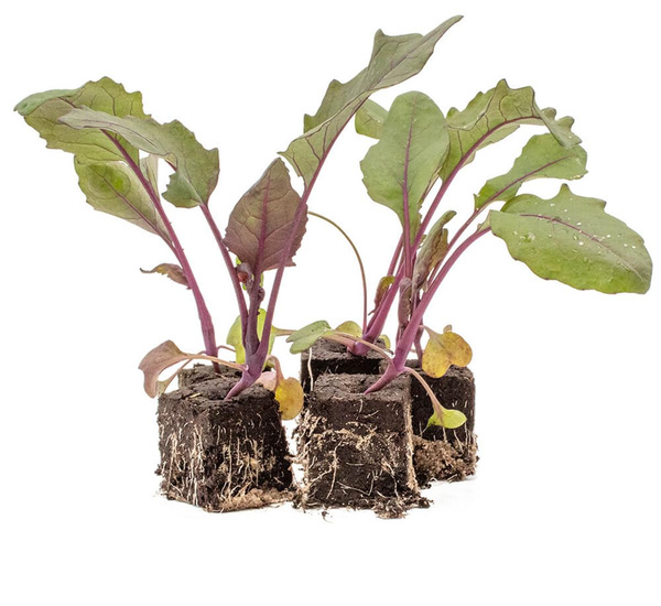 Produktfoto zu Rotkohlpflanzen 10 Stk