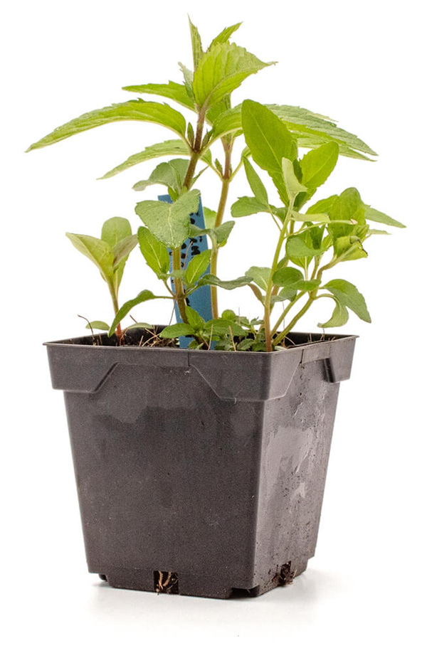 Produktfoto zu Topf Pfefferminze