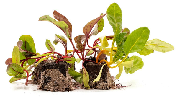 Produktfoto zu Pflanzen Pak Choi 10er