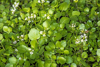 Produktfoto zu Brunnenkresse