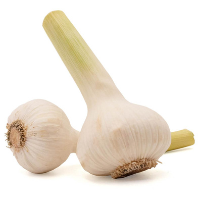 Produktfoto zu Knoblauch frisch mild