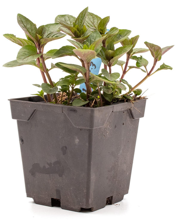 Produktfoto zu Topf  After Eight Minze