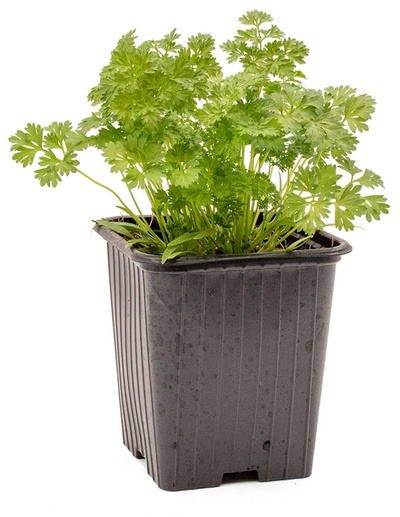 Produktfoto zu Topf Kerbel