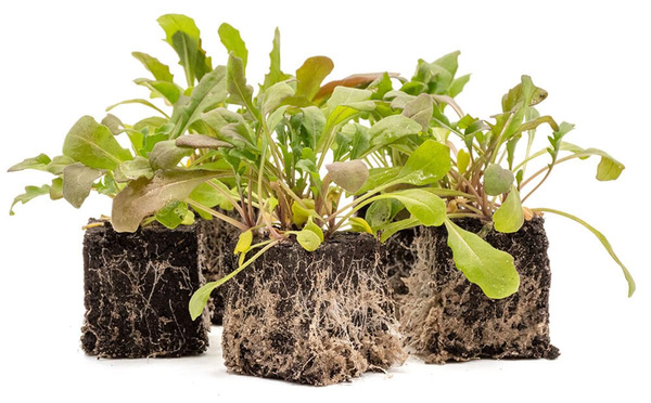 Produktfoto zu Pflanzen Rucola 5 Stk