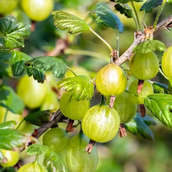 Produktfoto zu Topf Stachelbeere grün