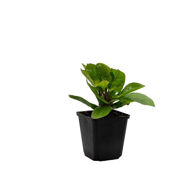 Produktfoto zu Topf Malabarspinat