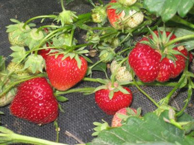 Produktfoto zu Erdbeeren, 250g