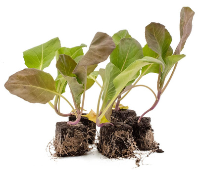 Produktfoto zu Blumenkohlpflanzen 10 Stk