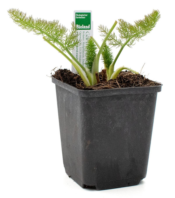 Produktfoto zu Topf Gewürzfenchel