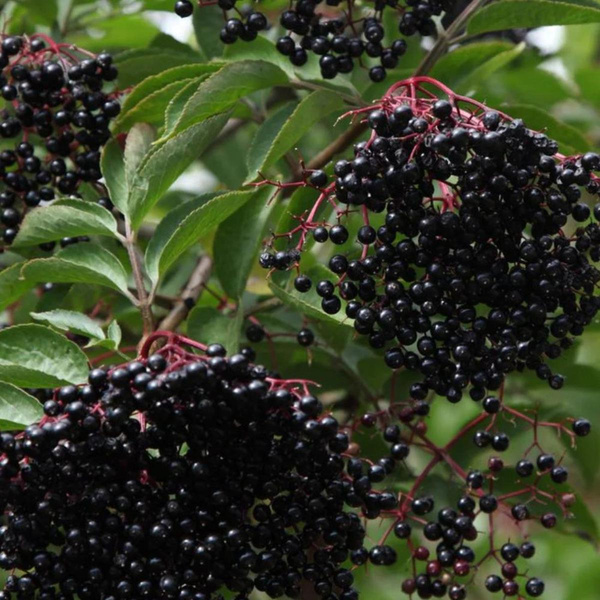 Produktfoto zu Topf Holunderpflanze