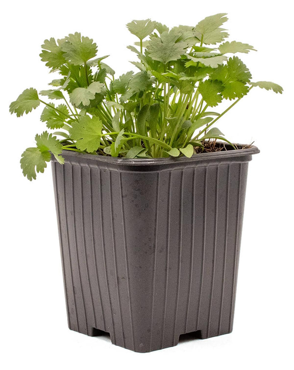 Produktfoto zu Topf Koriander