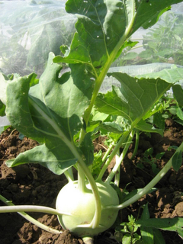 Produktfoto zu Kohlrabi, regional