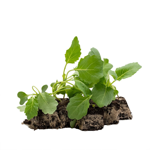 Produktfoto zu Superschmelz Kohlrabi