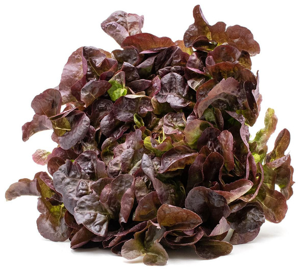 Produktfoto zu Eichblattsalat rot