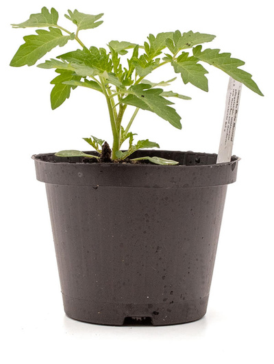 Produktfoto zu Pflanze Freilandcoktailtom rot