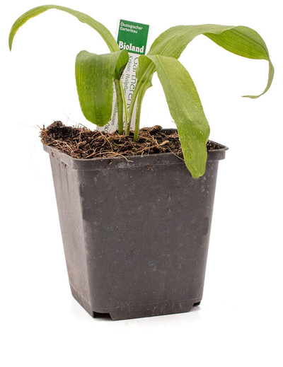 Produktfoto zu Topf Bärlauch