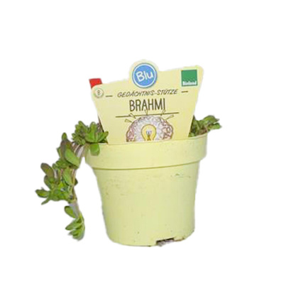 Produktfoto zu Topf Brahmi