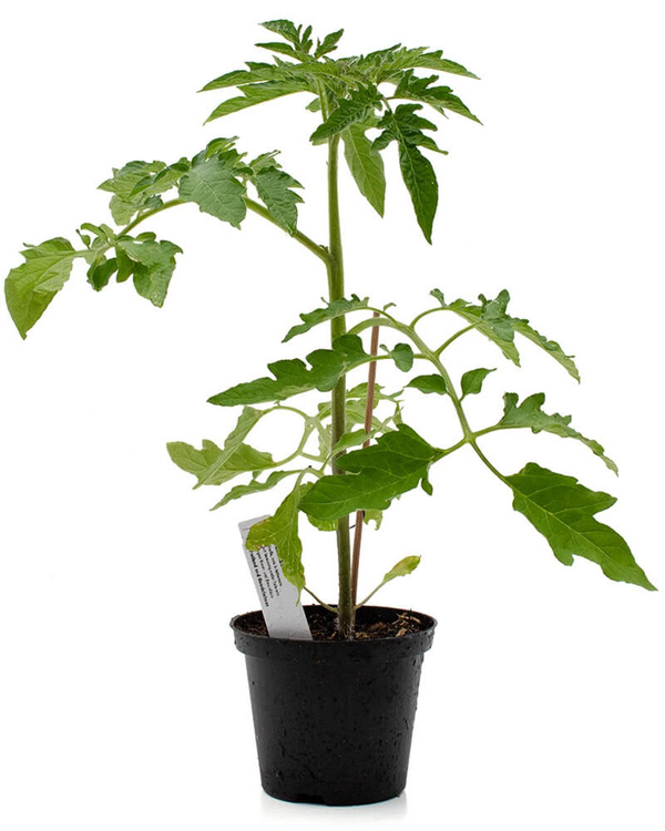 Produktfoto zu Pflanze Tomate Pilu