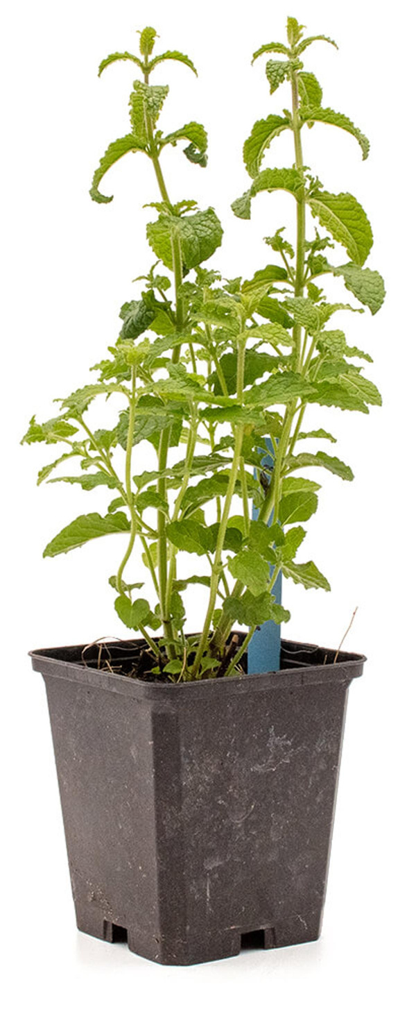 Produktfoto zu Topf Erdbeerminze