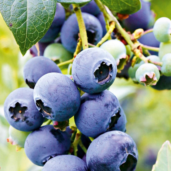 Produktfoto zu Topf Heidelbeerepflanze