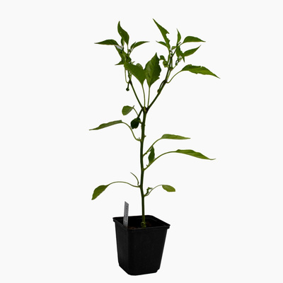 Produktfoto zu Topf Türkischer Gewürzpaprika