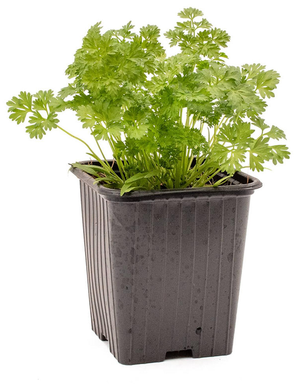 Produktfoto zu Topf Kerbel